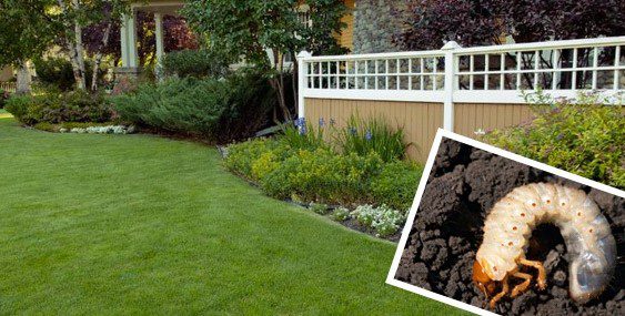 A picture of grass and shrubs in front of a house.