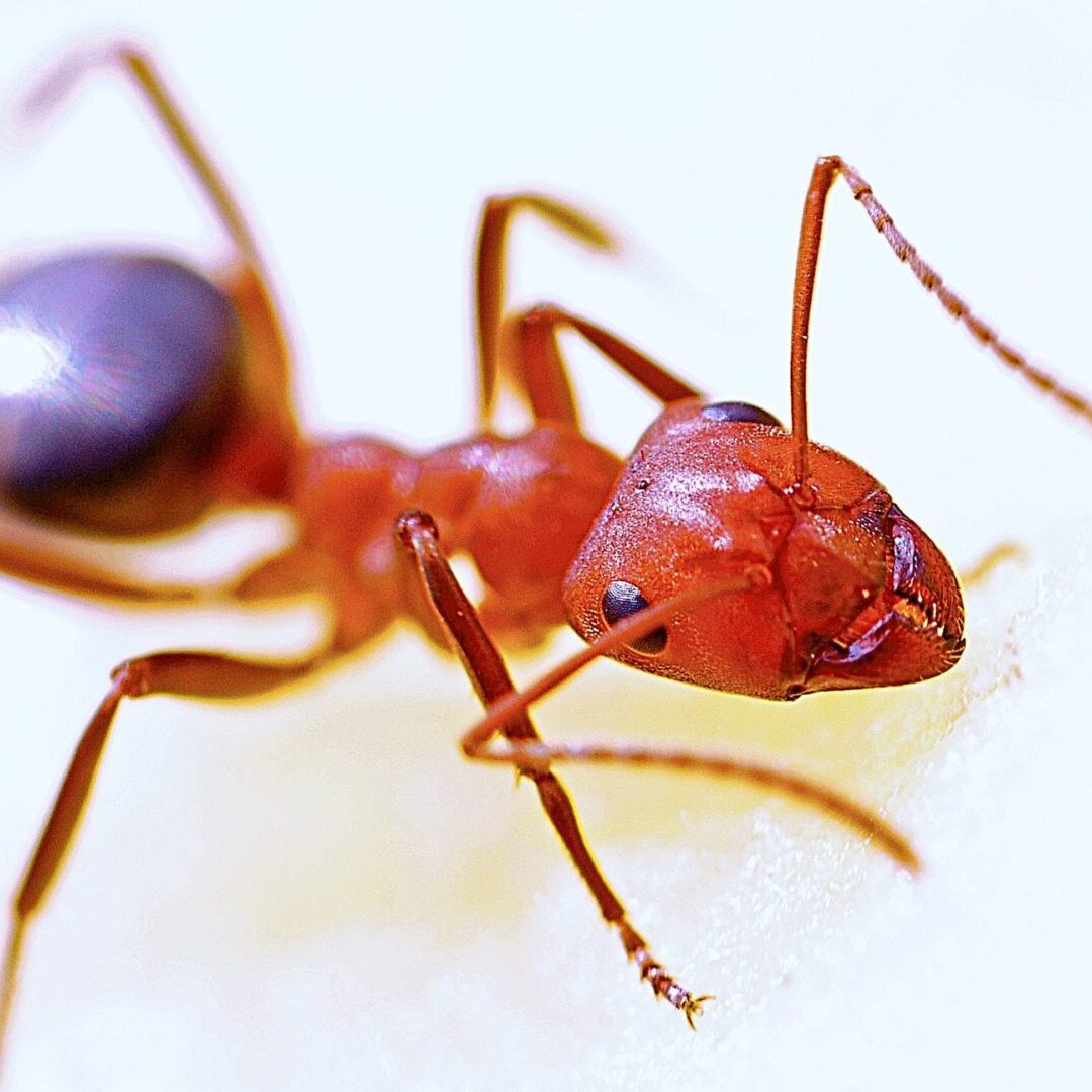 A close up of an ant on the ground